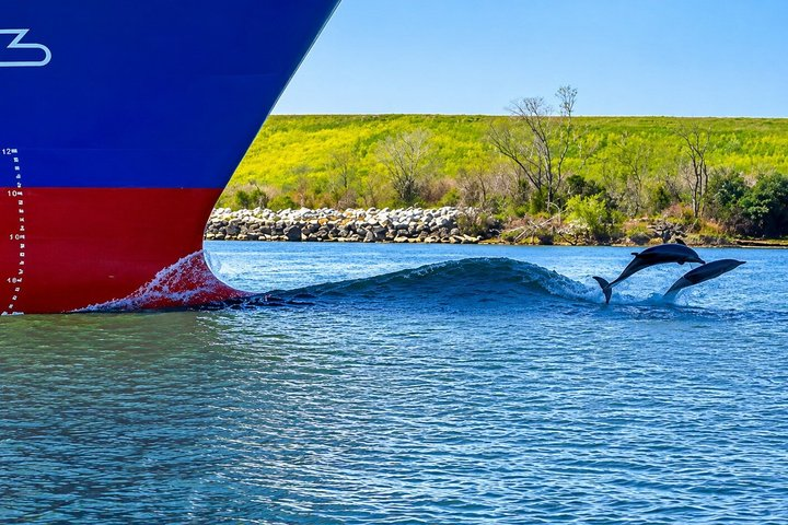 2 Hours Dolphin Eco Tour - Photo 1 of 9